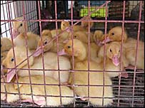 اردک های بيمار