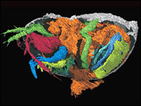 Fossil mais antigo do mundo