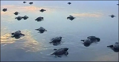 Filhotes de tartaruga-oliva em Bangladesh