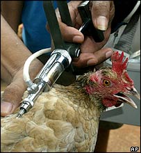 Tiêm chủng cúm gia cầm cho gà 