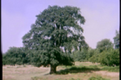 Oak Tree