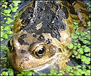 A frog in a garden pond
