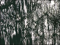 يکی ديگر از آثار مژگان 