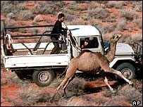 يک مزرعه دار استراليايی شتری را دنبال می کند و به دام می اندازد