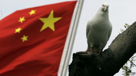 上海公园里的鸽子