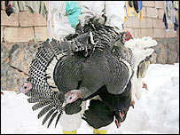  متاثرہ پرندہ