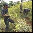 Campo de produção de coca na Colômbia