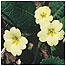 Woodlands Index (Image: Primroses c/o George Peterken and Natural England) 