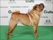Shar-Pei (Foto: The Kennel Club Picture Library)