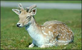 Fallow deer
