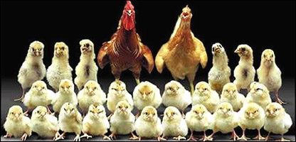 خانواده مرغ ها