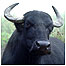Water Buffalo video 9Image: Water Buffalo)
