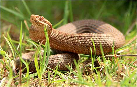 Snakes in the Forest of Dean, taken by Rob Ward