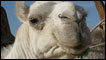 camel, festival of the desert
