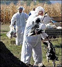 İtlaf edilen kuşlar