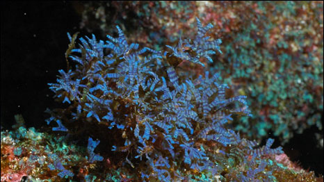 Algas crescem sobre os corais na Ilha de Darwin (Foto: Universidade de Southampton)