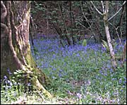 Bluebell woods
