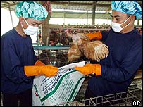 frangos sendo empacotados para serem sacrificados