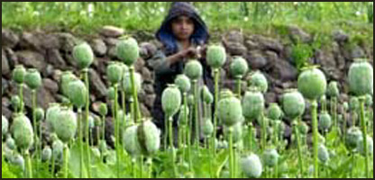 مزرعه کوکنار