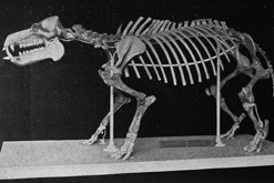 Discovering Dorothea by Karolyn Shindler published by Harper Collins