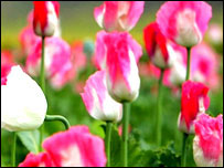 पोस्ता- फ़ाइल