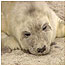 Island activities (Image: Pup seal)