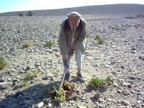 يو تن سپينږيری بوټي وهي