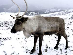 Reindeer