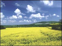 منظره تابستانی