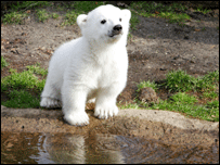 Knut