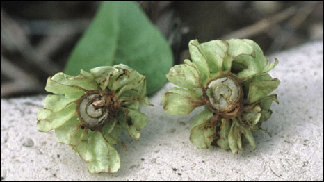 Coffea pterocarpa (Foto: RBG Kew)