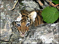 Foto: John Goodric/Wildlife Conservation Society