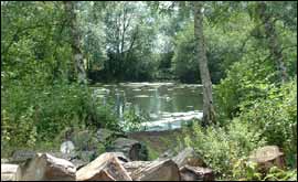 View of Coombe Abbey Park 