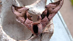 Eyed hawk moth. Photo: Peter Whitaker