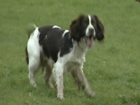 Murphy, o cão farejador de celulares