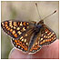 Marsh Fritillary