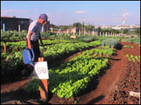 Horta comunitária em Maringá (foto: Alessandra Corrêa)