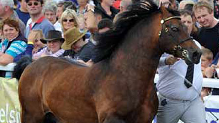 Un o'r Cobiau Cymreig yn y Sioe