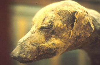 Mummy of a dog