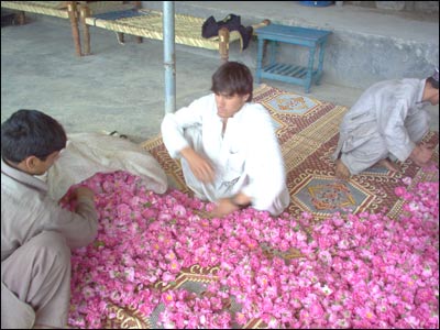 هموار کردن گلاب