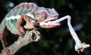 chameleon fires out its tongue