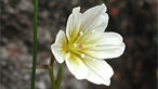 Snowdon lily. Photo: Peter Llewellyn