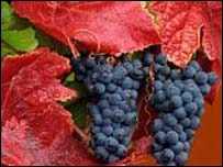 Виноград