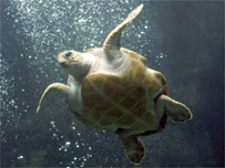 A Loggerhead Turtle