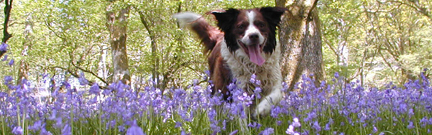 Dog in bluebells