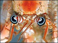 Anêmona-caranguejo (Foto: A Collins/NOAA/ NWHIMNM) 