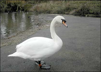 Great West Bird Fair 2005