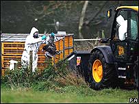 Perus sendo recolhidos para sacrifício na Grã-Bretanha