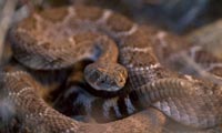 Tiger rattlesnake