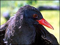 پرندوں کی ایک نئی قسم 